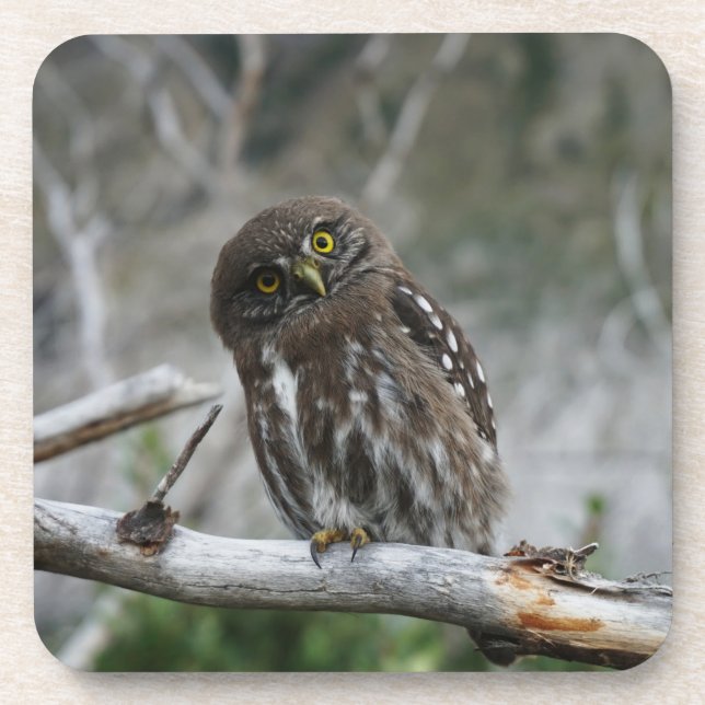 Posavasos Northern Pygmy Owl Beverage Coaster (Frente)