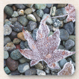 Posavasos Nosotros, Wa, Isla Bainbridge. Temprano por la ma