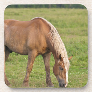 Posavasos Nuevo Brunswick, Canadá. Caballo en campo.