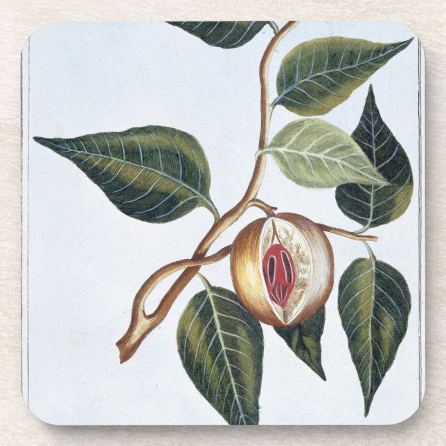 Posavasos Nuez moscada moscada, placa 7, de la 'colección (Frente)