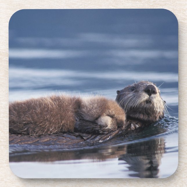 Posavasos nutria marina, Enhydra lutris lutris (Frente)