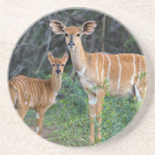 Posavasos Nyala (Tragelaphus Angazii) con cría, Ndumo
