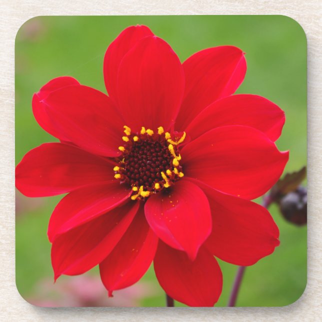 Posavasos Obispo de Llandaff Dahlia (Frente)