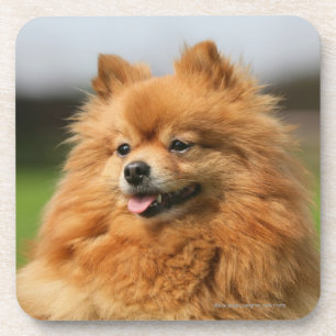 Posavasos Observación de Pomeranian