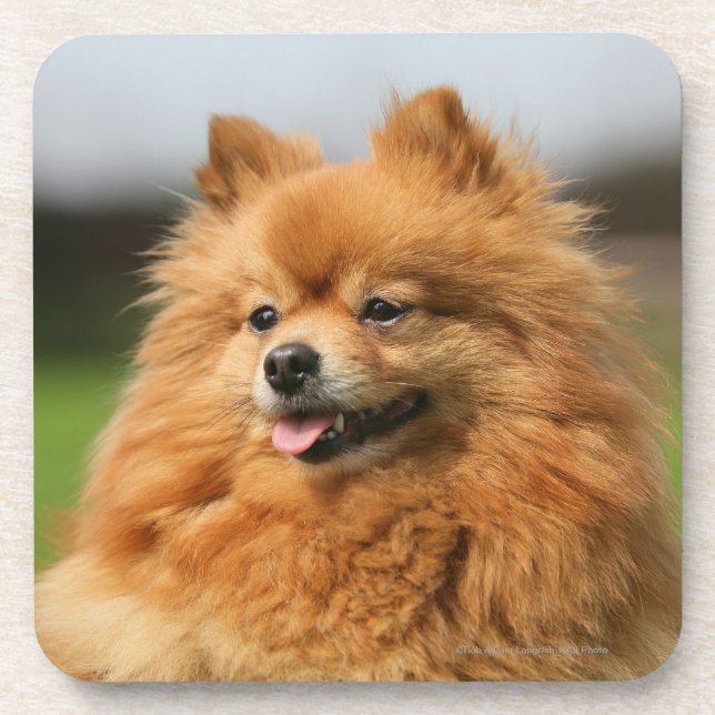 Posavasos Observación de Pomeranian (Frente)