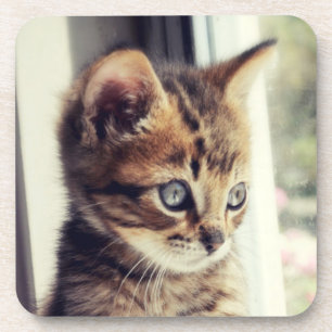Posavasos Observación del gatito del Tabby