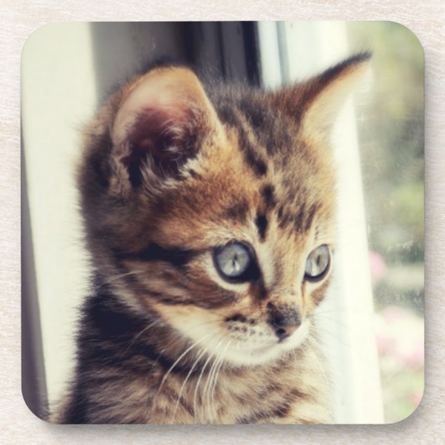 Posavasos Observación del gatito del Tabby (Frente)
