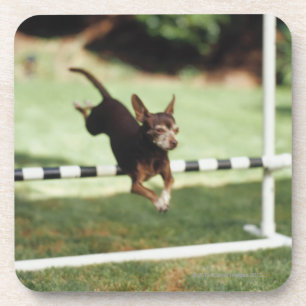 Posavasos Obstáculo de salto de la chihuahua
