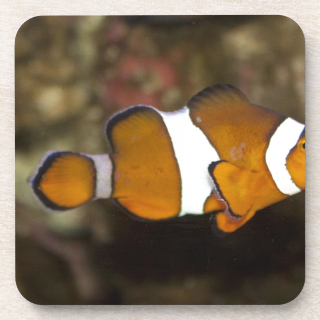 Posavasos Ocellaris Clowfish (Frente)
