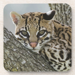 Posavasos Ocelot, Felis pardalis, cautiva, mujer descansando