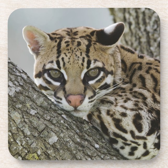 Posavasos Ocelot, Felis pardalis, cautiva, mujer descansando (Frente)