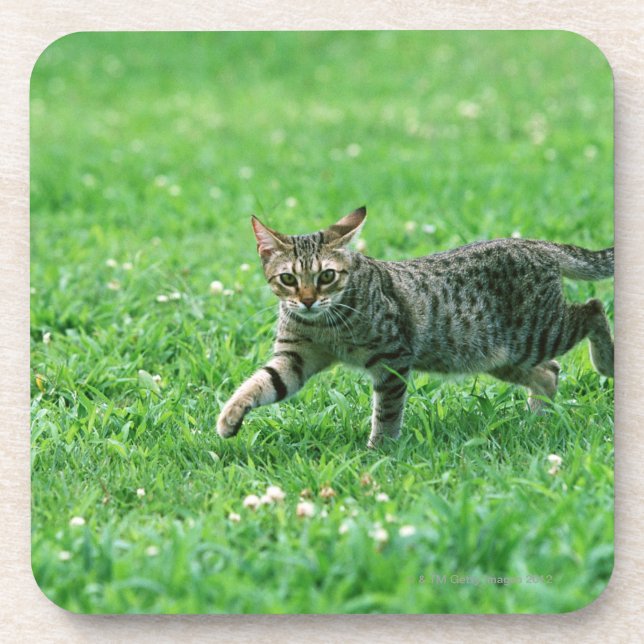 Posavasos Ocicat (Frente)