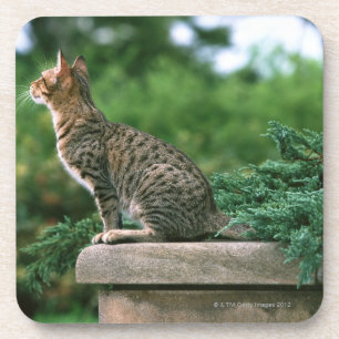 Posavasos Ocicat 2