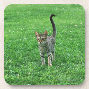 Posavasos Ocicat 3