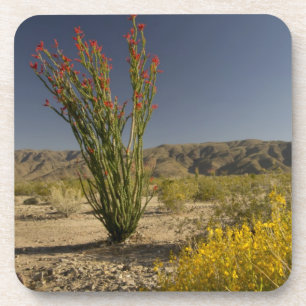 Posavasos Ocotillo y senna desierta