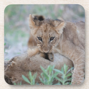 Posavasos Oído penetrante de las madres del cachorro del