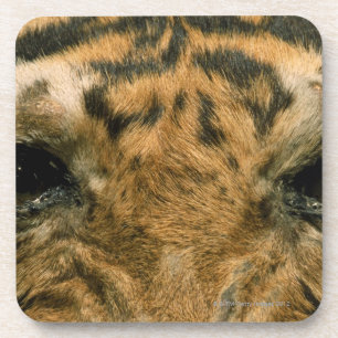Posavasos Ojos del tigre