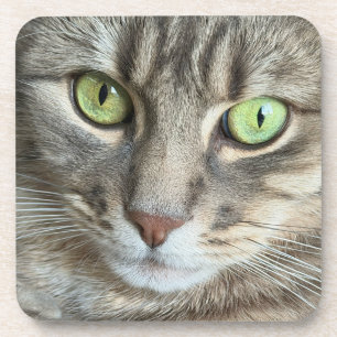 Posavasos Ojos Esmeralda - Retrato de un Gato de Ojos Verdes