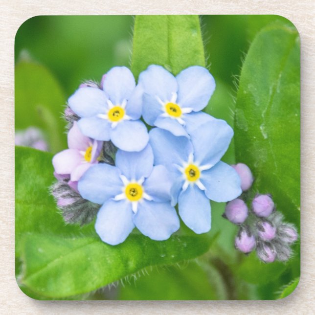 Posavasos Olvídenme, escayola de plástico duro (Frente)