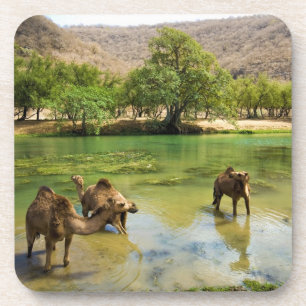 Posavasos Omán, Wadi darbat