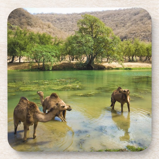 Posavasos Omán, Wadi darbat (Frente)