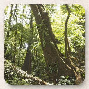 Posavasos opinión de la selva tropical, Dominica