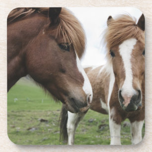 Posavasos Opinión el caballo, primer