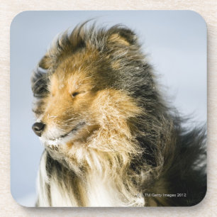 Posavasos Opinión el perro pastor de Shetland