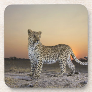 Posavasos Opinión integral el leopardo (pardus del Panthera