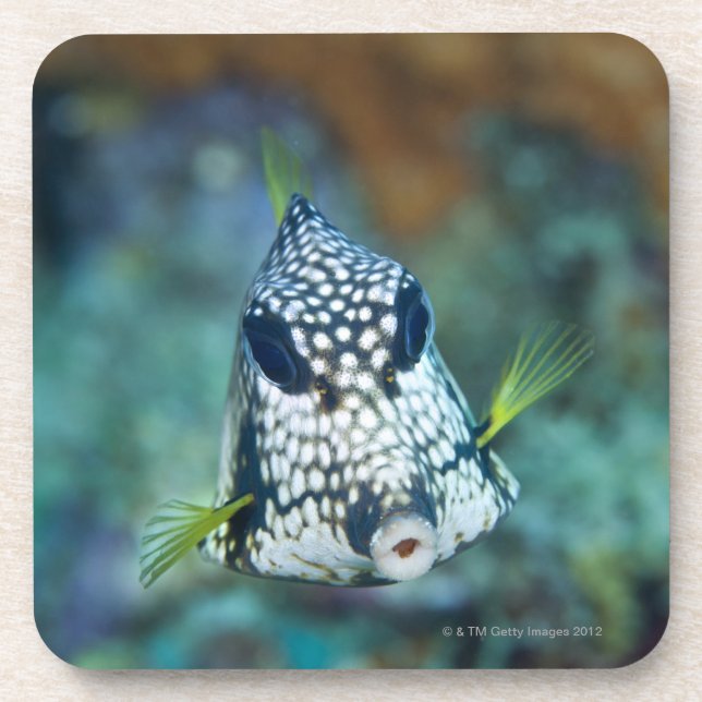 Posavasos Opinión subacuática el Trunkfish liso (Lactophrys (Frente)