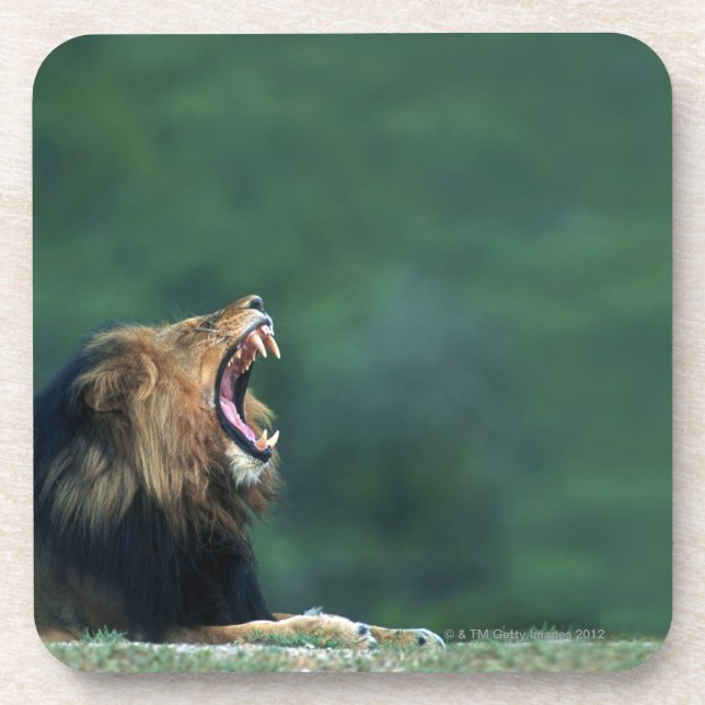 Posavasos Opinión un león (Panthera leo) que abre su boca (Frente)