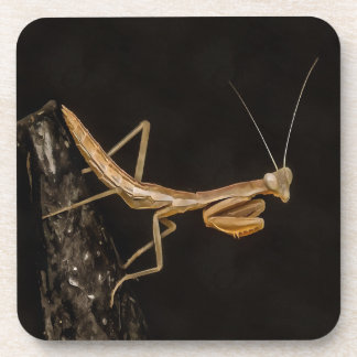 Posavasos Orando Mantis Arte De Insectos Cuto Y Alarmante