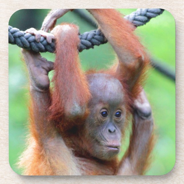 Posavasos Orang Utan 029 (Frente)