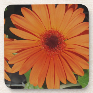Posavasos Orange Gerber gerbera Daisy daisie