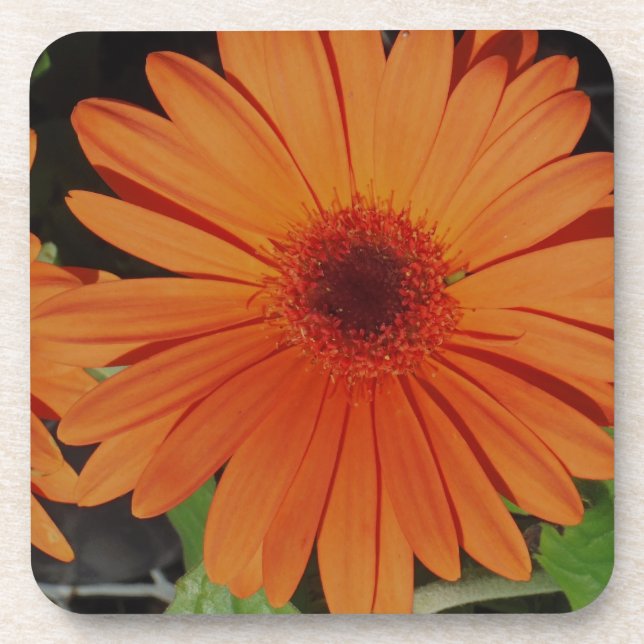 Posavasos Orange Gerber gerbera Daisy daisie (Frente)