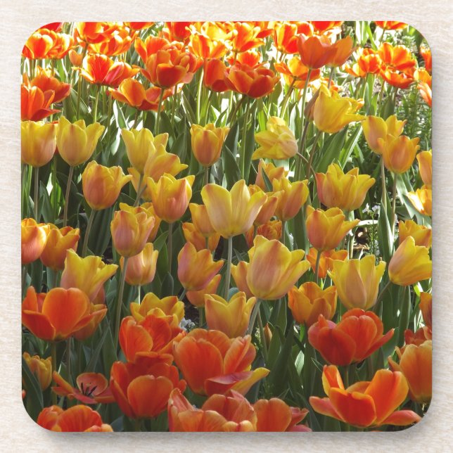 Posavasos Orange-&-Yelow-Tulips.jpg (Frente)
