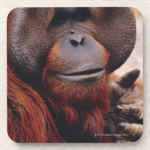 Posavasos Orangután
