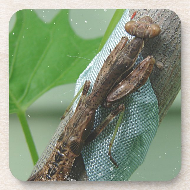 Posavasos Orar el insecto de Mantis (Frente)
