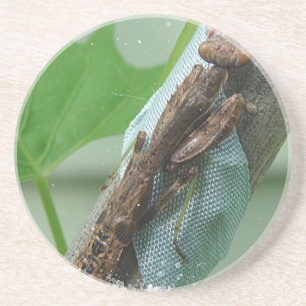 Posavasos Orar el insecto de Mantis