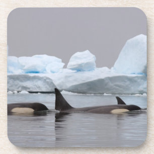 Posavasos orcas (ballenas asesinas), Orcinus orca, manada