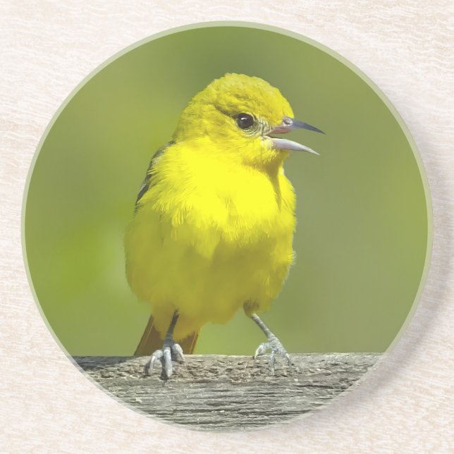 Posavasos Orchard Oriole - Foto original (Frente)