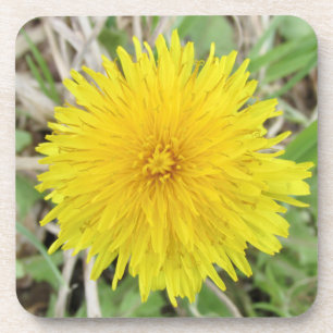 Posavasos Orgullosa flor de Dandelion.