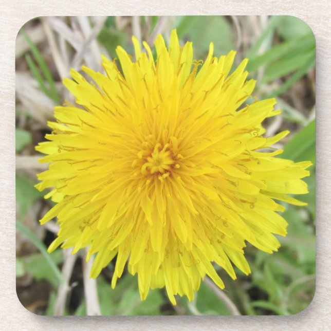 Posavasos Orgullosa flor de Dandelion. (Frente)