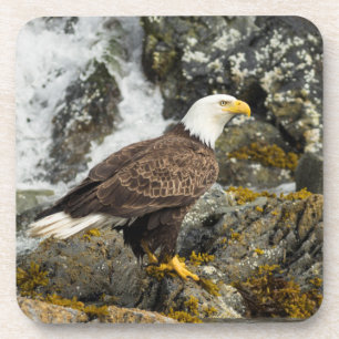 Posavasos Orgulloso Bald Eagle