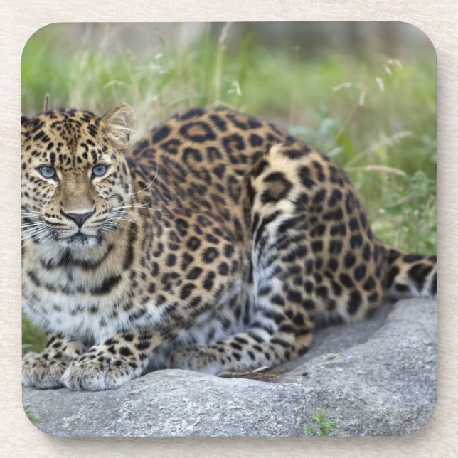 Posavasos Orientalis del pardus del Panthera (Frente)