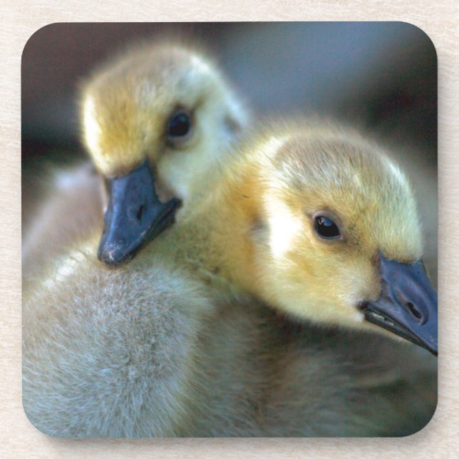 Posavasos Orilla del lago (Frente)