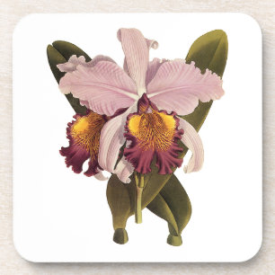 Posavasos Orquídea Cattleya Morada Vintage, Flores Tropicale