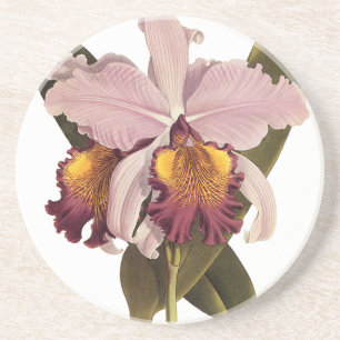 Posavasos Orquídea de Cattleya púrpura de época, flores trop