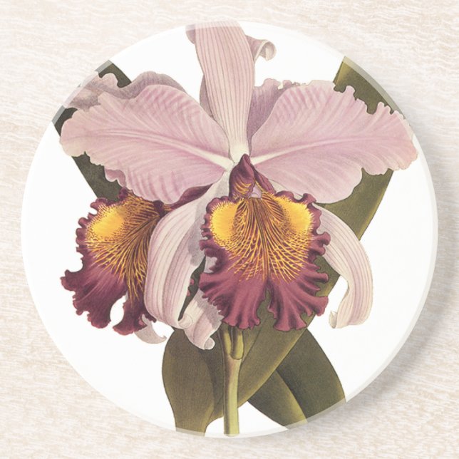 Posavasos Orquídea de Cattleya púrpura de época, flores trop (Frente)