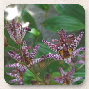 Posavasos Orquídea de rayas blancas púrpura como lilo floral